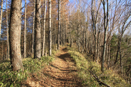 稜線の上を歩く気持ちの良い登山道。