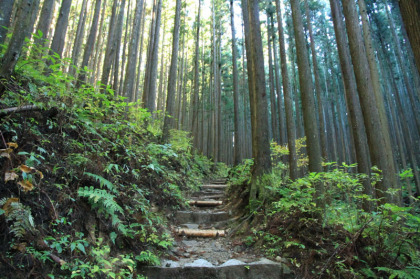 枝払いがされている杉林の中を登ります。