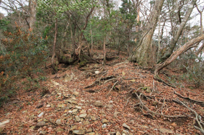 踏み跡は岩場と落ち葉ではっきりしませんが、稜線を登るので道を間違えることは有りません。