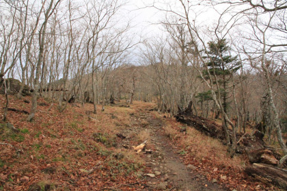 稜線の登山道に出ると弥山の直下までなだらかな勾配の道が続きます。