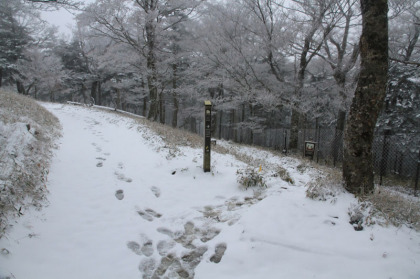 中の道との分岐。