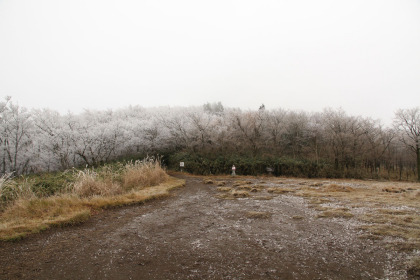 登山道も霜柱で覆われていました。