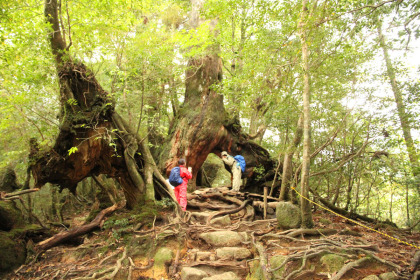 屋久島に残されている杉は、商品価値のない奇木ばかりと聞いています。この木もその一種。ただし朽ちています。