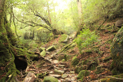 多少登山道らしい岩場。