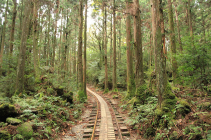 樹海の中の森林鉄道跡。