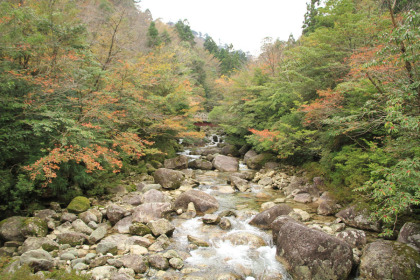 いくつかの川を渡ります。屋久島はまだ紅葉の季節でした。