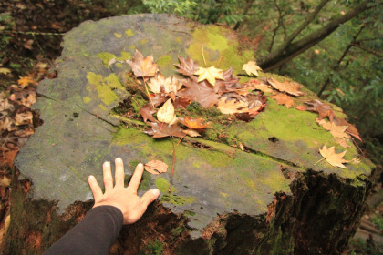 屋久島では小さな切り株です。