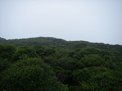 開聞岳の山頂は火山の噴火口が樹木で覆われています。