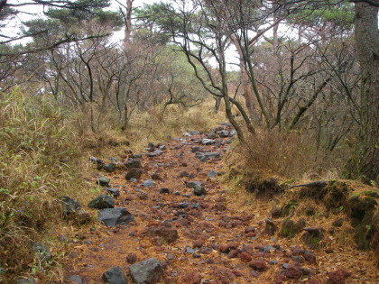 麓は樹木の中を歩きます。