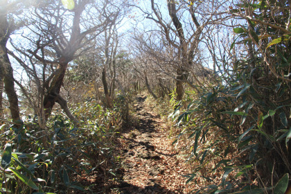 登山道からは池は意外に見えず、樹林に囲われています。