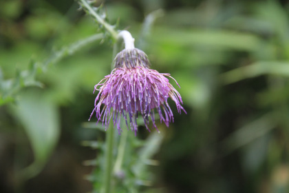 アザミの花。数輪だけ咲いていました。