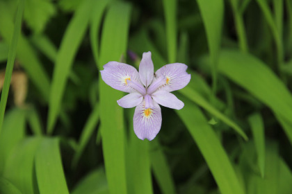 菖蒲の一種と思われる花。