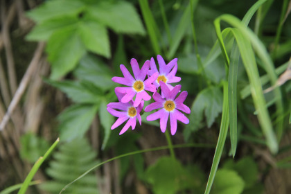 コザクラソウの花の色は、濃淡２色ありました。