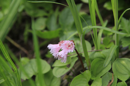 高山植物の花。この季節にはよく見かけます。