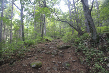 やがて林道は終わり、緩やかな勾配の登山道となります。