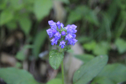 道ばたに紫の花が沢山咲いていました。