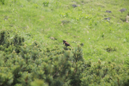 ハイマツの上にとまる野鳥。