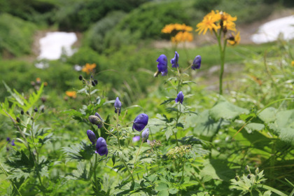 トリカブトの花。時期が早いのか余り数を見かけませんでした。