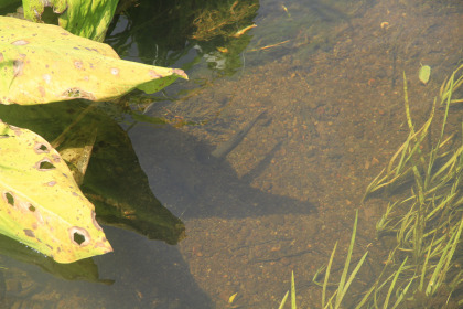 沢を泳ぐイワナ。イワナは警戒心のとても強い魚なのですが、尾瀬では保護されているせいか人を気にしないようです。驚きました。