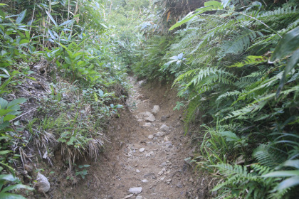 鳩待峠までの登山道の木道でない部分。