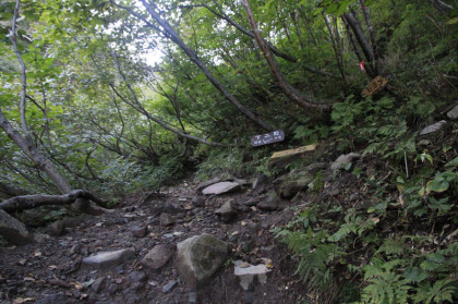 下二股の分岐。沢沿いの道は危険と判断をして尾根沿いの道を登りでも歩く登山者が多くいます。