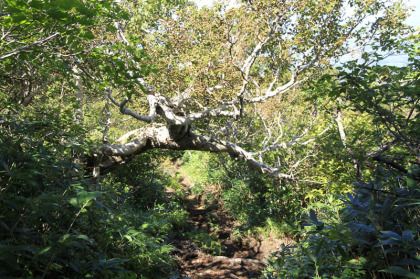 急峻な坂道。登りの時にこの道を通るとかなりの体力を必要とします。