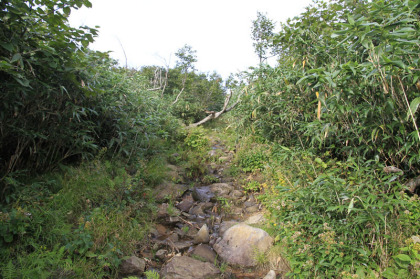 やや荒れた岩が露出した道。