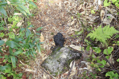 南暑寒岳と暑寒別岳の間のコルで見つけた比較的新しいヒグマの糞。