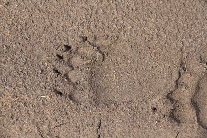山頂近くで見つけた真新しいヒグマの足跡。足は30cm以上の大きさがあります。これほど大きな足跡は滅多に見られません。