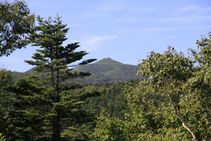 森林の木の間から礼文岳の頂が見えます。