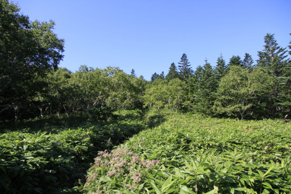 笹藪と樹木の中の登山道。