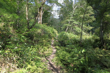 少しの間、登山道を歩きます。