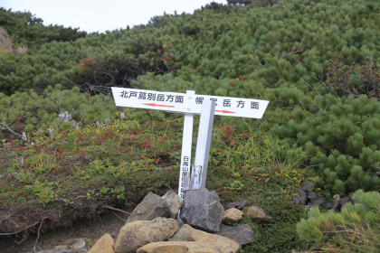 １８８１峰の分岐。北トッタベツ岳への道はハイマツに隠れていてちょっと見逃しやすいです。