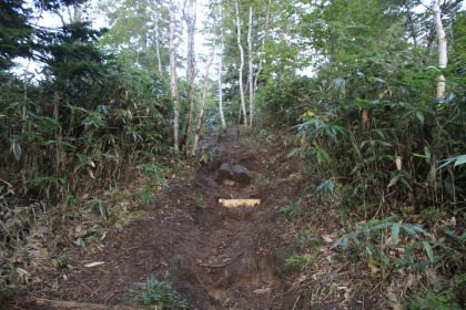 トムラウシ山の登山道短縮路の区間。勾配や比較的緩やかです。