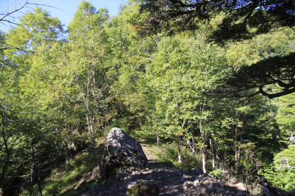 小ピークを越えて下る箇所。県境尾根は登りの一本調子の登山道ですが、わずかな下りが数カ所にあります。ここはその一つ。