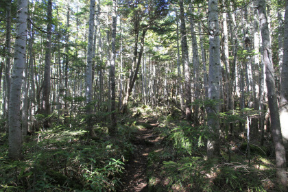 樹林の中の踏み跡。登山道としての整備はほとんどされていないようです。踏み跡が頼りです。