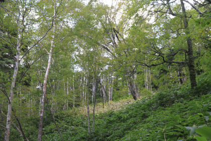 登山道の周りの森林の様子。