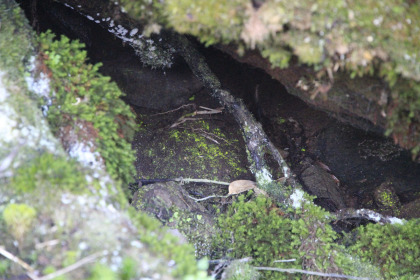 ヒカリゴケ。北海道でも見たことがありますが、写真に撮ることが出来たのは今回が初めてです。