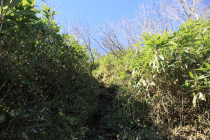 五地蔵山をあとにして尾根道を登ってゆきます。左右には人の背丈を超える笹が茂っています。