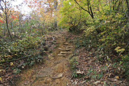 木の根がむき出しになった道。