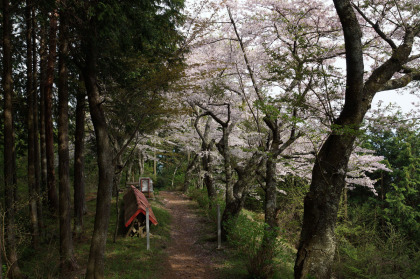 桜の季節の高尾山から生藤山縦走