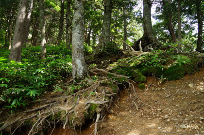 徳沢園の脇に見逃しそうな長塀尾根の登山口があります。ここから登り始めると、長塀山まで一途な上り坂の道となります。