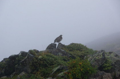 雷鳥。