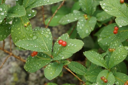 雨粒が草木の葉を濡らしていました。