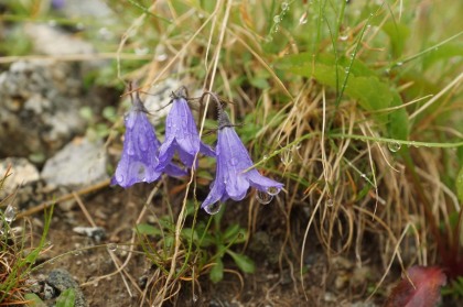 チシマギキョウ。この花が満開となると秋ももう終わりに近いことが分かります。