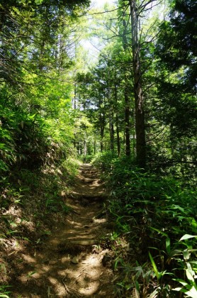 空木岳の登山道は、麓区間が鬱蒼としています。下草や低木の多い樹林帯で、晴天でも薄暗く感じる箇所が多くあります。