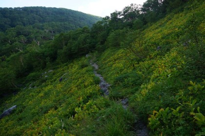 空木平は低木と草に覆われていて、高山植物が多く見られます。