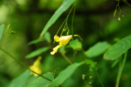 広河原で見かけたキツリフネ。ツリフネソウ科の花は大好きです。