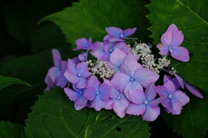 車道は日が差すので紫陽花が多数咲いています。