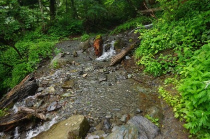 昨日からの雨で、登山道が通る沢が増水しています。
